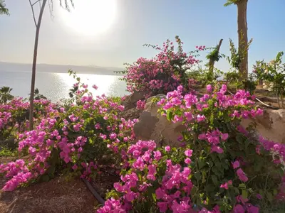 a bunch of pink flowers on a rock near the water at Sunset apartment in Samarah Dead Sea resort in Sowayma