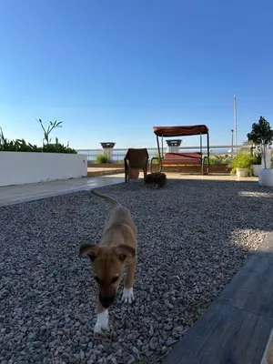 a small brown and white dog standing on rocks at AQABA PRO DIVERS in Aqaba