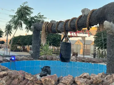 a dog is sitting in a swimming pool at Wadi Al-Wala View Camp in Madaba