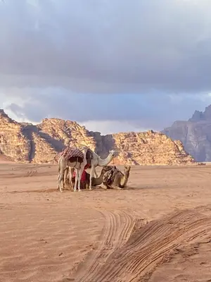 a group of animals standing in the desert at Enjoy Wadi Rum stars in Disah