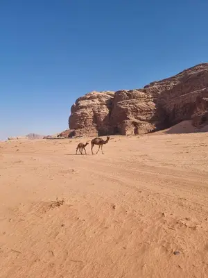 two animals walking in the desert at Awad Bedouin camp in Wadi Rum