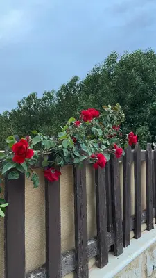 a wooden fence with red roses on it at Simple home in Madaba