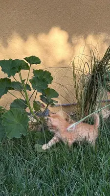 a cat laying in the grass next to a plant at Simple home in Madaba