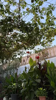 a group of plants in front of a building at Simple home in Madaba