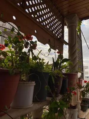 a group of potted plants sitting on a porch at بيت جرش - Jerash House in Jerash
