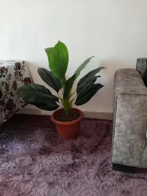 a potted plant in a living room next to a couch at petra sun apartment in Wadi Musa