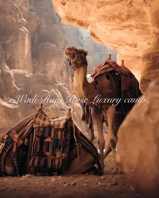 a camel standing in a desert with its load at Wadi Rum Rose Luxury camp in Wadi Rum