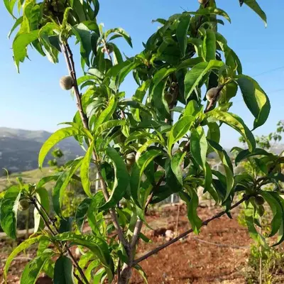 a tree with green leaves on top of a hill at Farmhouse with Pool and Breathtaking Views in Amman