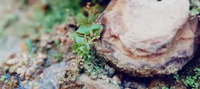 a small green plant growing out of a rock at - Trekking from Dana to Petra in Dana
