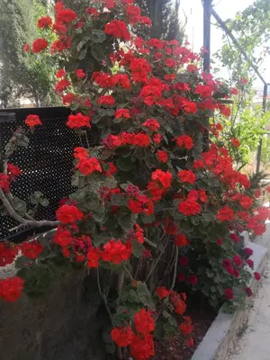 a bunch of red geraniums hanging from a fence at white tulips studio in Jerash