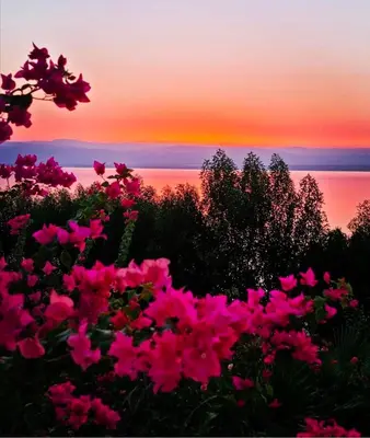 a group of pink flowers in front of a sunset at EP1 TWO BEDROOM APARTMENT AT Samarah Resort in Sowayma