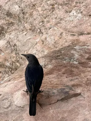 a black bird sitting on top of a rock at Dana local life Eco Lodge in Dana