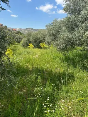 a field of green grass with flowers and trees at البيت الريفي in Jerash