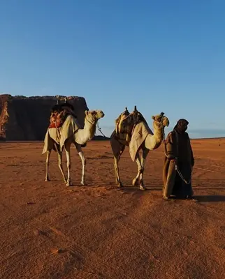 a group of camels standing in the desert at Wadi Rum Magic Stars in Wadi Rum