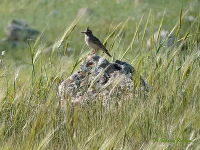 a bird sitting on a rock in the grass at Ajloun Forest Reserve in Jerash