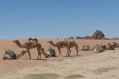 a group of camels standing in the desert at Wadi Rum Faris in Wadi Rum