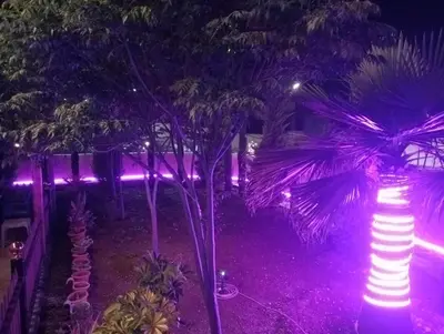 a group of palm trees with purple lights at Bait al salam in Um Qeis