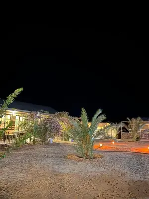 a palm tree on the beach at night at Wadi Rum Sarab Camp in Disah