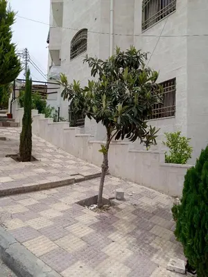 a small tree in front of a building at شقة الياسمين العائلية الفاخرة in Amman