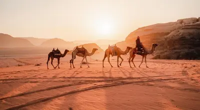 a group of four camels walking in the desert at Msek wadi rum camp in Disah