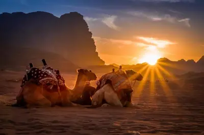 two camels sitting in the desert at sunset at Msek wadi rum camp in Disah