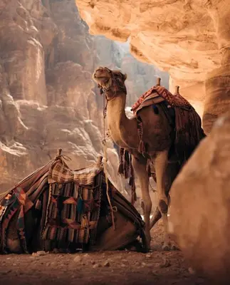 a camel standing next to a boat in a canyon at MOON RUM lUXURY CAMP in Wadi Rum
