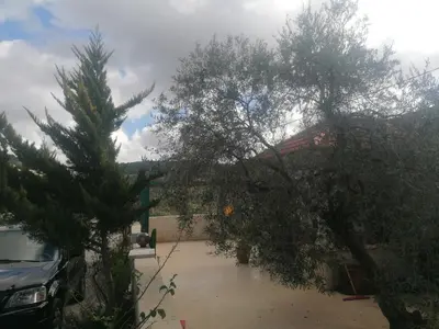 a tree in a parking lot next to a car at روابي عجلون منزل in Ajloun