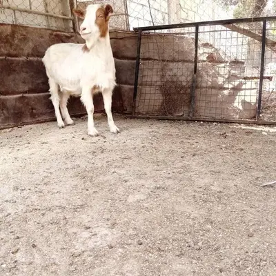 a goat standing next to a fence at L goats house in Wadi Musa