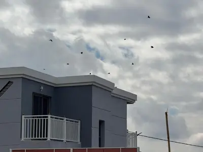 a group of birds flying in the sky above a building at منتجع الحور in Ajloun