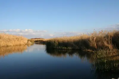 a view of a river with some tall grass at Azraq Lodge in Al Azraq ash Shamālī