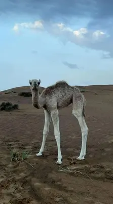 a camel standing in the middle of a field at Ayman camp in Wadi Rum
