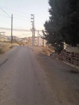 an empty road with a tree and a fence at bedouin hostel in Amman