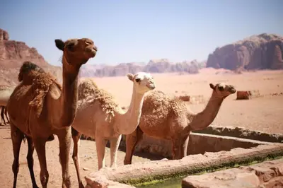a group of camels standing in the desert at Desert Magic Camp in Wadi Rum