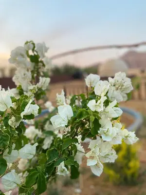 a bush of white flowers with a bridge in the background at Sela wadi rum in Wadi Rum