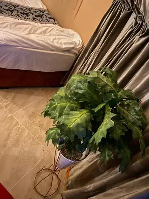 a potted plant sitting on the side of a bed at Sela wadi rum in Wadi Rum