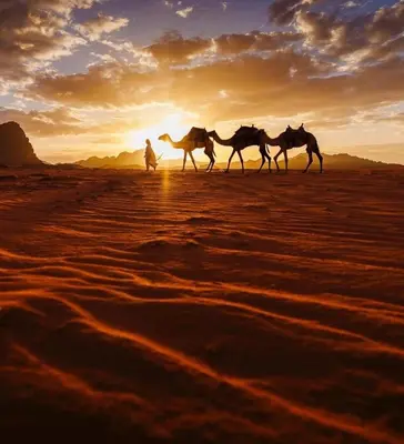 a group of four horses walking in the desert at sunset at CAPITAL RUM lUXURY CAMP in Wadi Rum