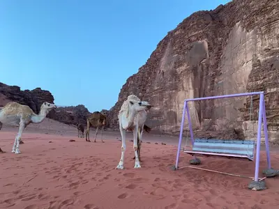 a group of camels standing in the desert with a goal at The heartbeat of the desert and the stars in Wadi Rum