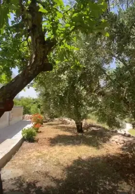 a tree in the middle of a yard at Leith Holiday Home in ‘Ayn Jannā