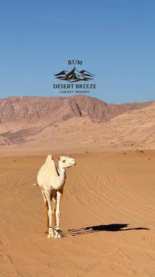 a camel standing in the desert near a sign at RUM DESERT BREEZE lUXURY CAMP&JEEP TOUR in Wadi Rum