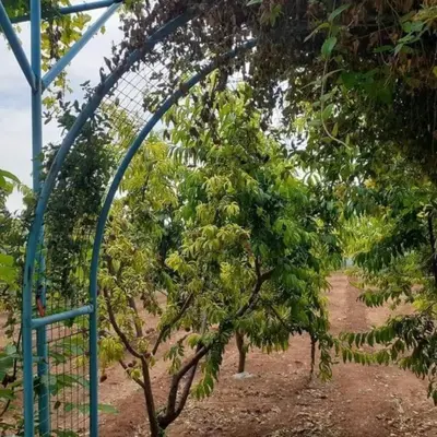 a bunch of bananas hanging from a tree at سموع فارم in Sammū‘