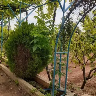 a garden with a blue greenhouse with a bush at سموع فارم in Sammū‘