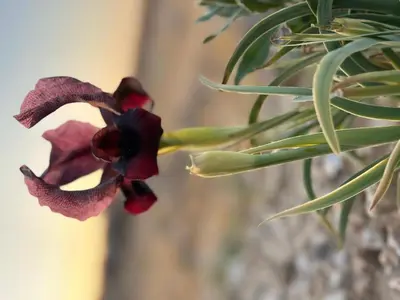 a close up of a purple flower on a plant at Jordan trail from dana to petra in Dana