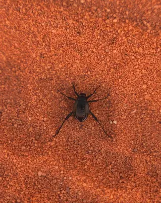a small black spider sitting on the ground at Wadi Rum Sunrise Guesthouse in Wadi Rum