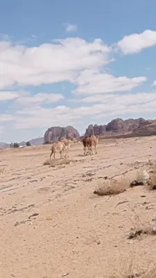 a group of animals walking in the desert at Suleman Bedouin Life Camp in Wadi Rum