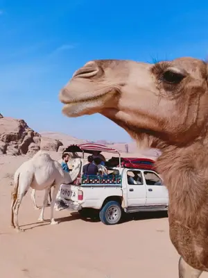 a camel standing next to a white truck in the desert at Wadi Rum Hiking &camp in Wadi Rum