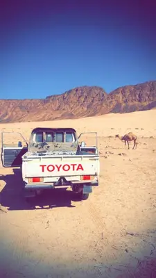 a white truck and a camel in the desert at Wadi rum fasial camp in Wadi Rum