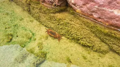 a frog sitting on a moss covered rock at Dana bedouin Sky in Dana