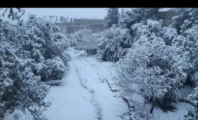 a snow covered road with trees and bushes at الاردن in Jurf ad Darāwīsh