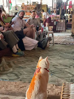 a dog sitting in front of a group of people at My X wadirum in Wadi Rum