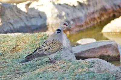 a bird standing on the ground next to a pond at Camping in Dana in At-Tafilah